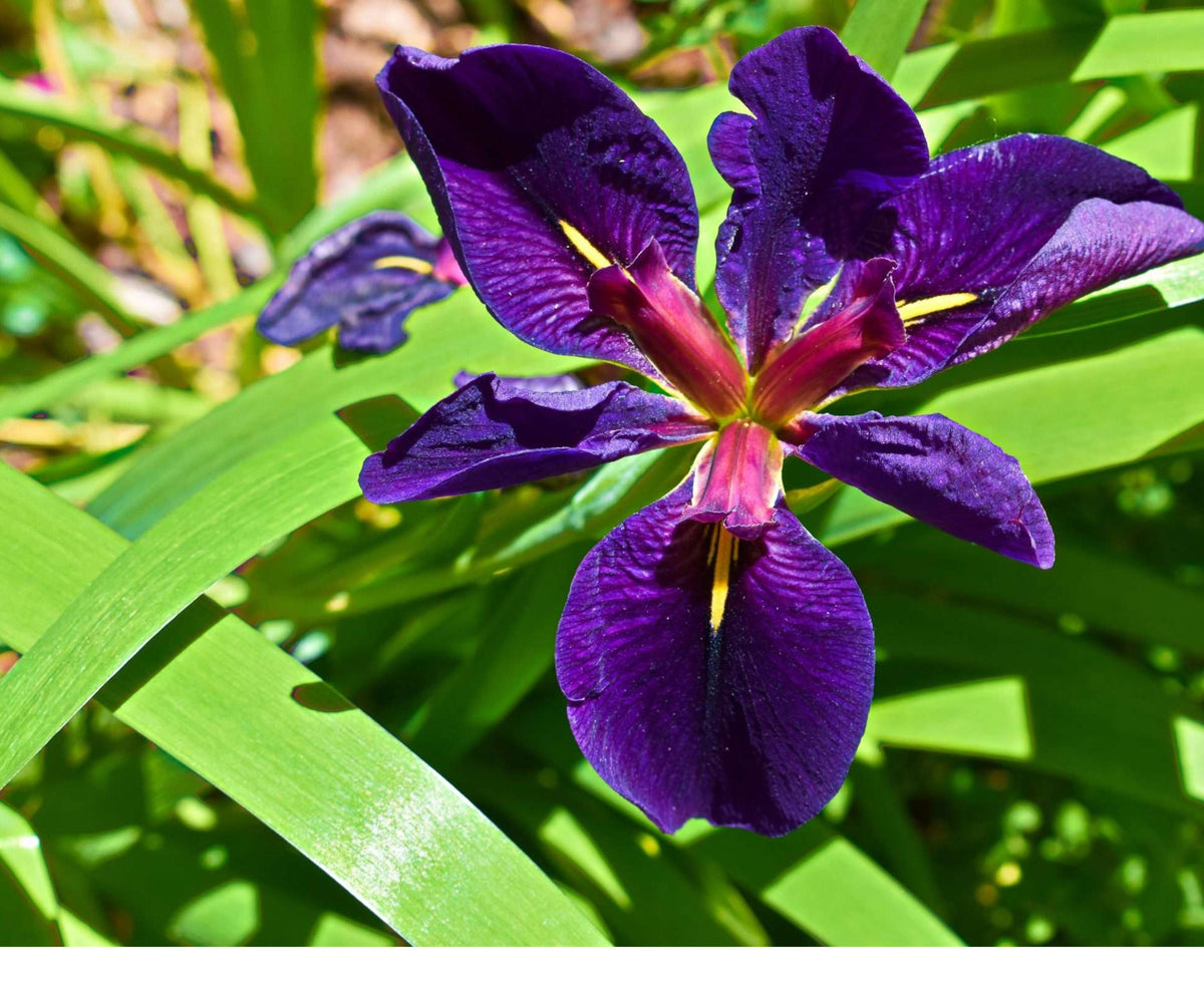 Live Black Gamecock Louisiana Iris Pond Plant – Hardy Purple Aquatic Marginal Bog Flower