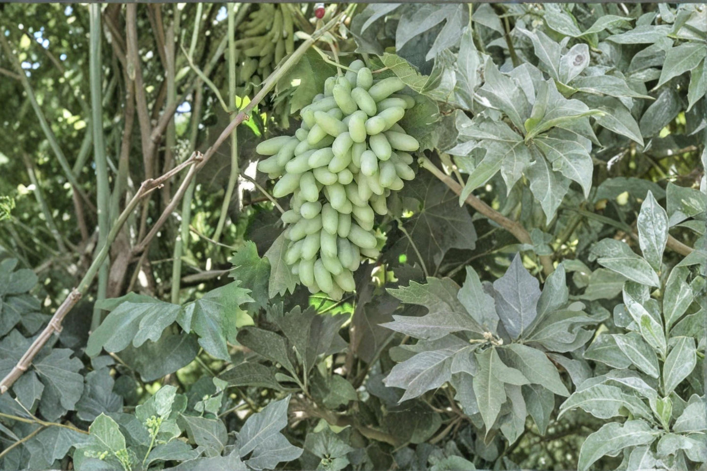 Waterfall Fingers Grape Cuttings - Unrooted Vitis vinifera Climbing Vine for Trellises & Gardens