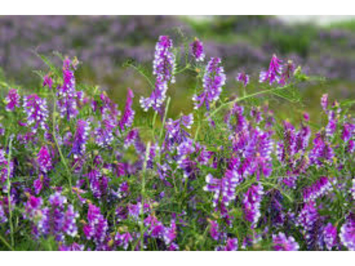Hairy Vetch Seeds – Vicia villosa Purple Bounty Cover Crop, Nitrogen Fixing Legume, 100 Seeds