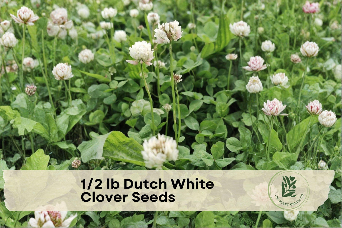 Dutch White Clover Seeds 1/2 lb | Perennial Ground Cover Trifolium repens for Lawns & Erosion Control