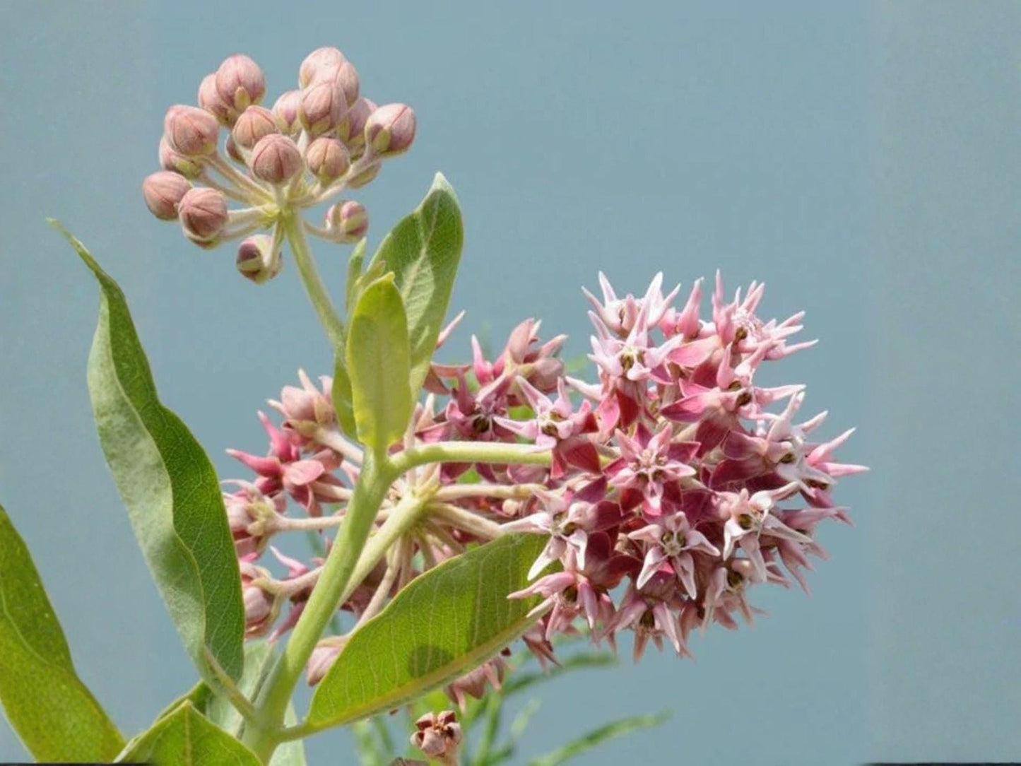 Showy Milkweed Seeds – Heirloom Non-GMO Native Wildflower for Pollinator Gardens – Asclepias speciosa, Perennial, Pink to Lavender Flowers