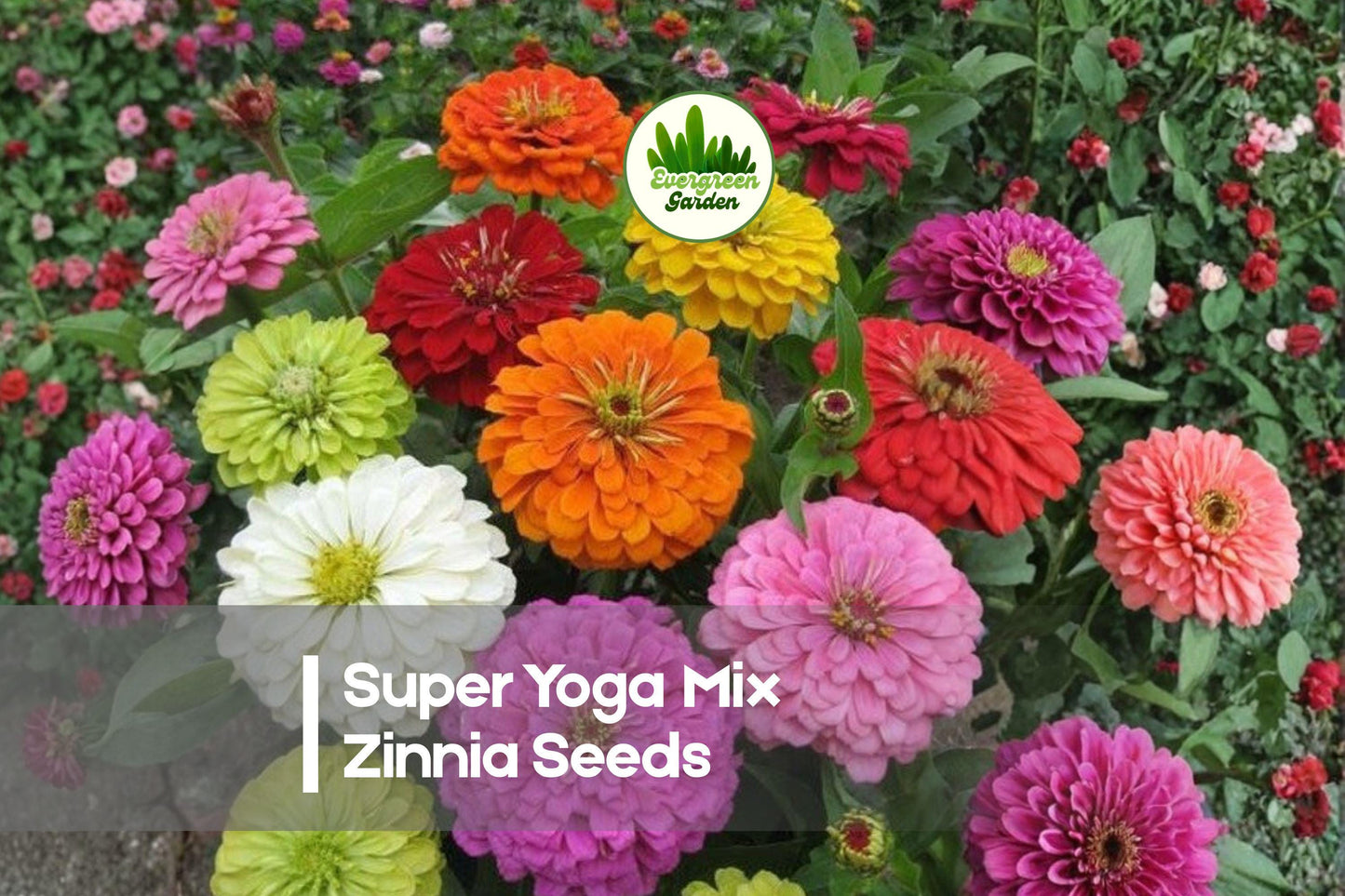 Super Yoga Mix Zinnia Seeds, Bright Colorful Blooms, Zinnia elegans, Annual for Borders, Cut Flowers & Pollinator Gardens