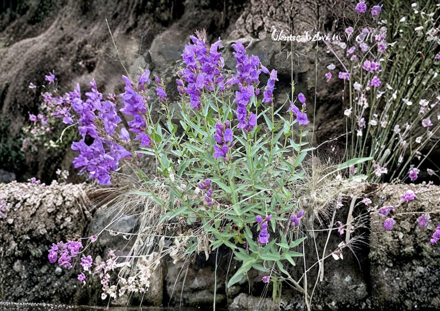 Penstemon Venustus Seeds – 50 Native Wildflower Seeds for Showy Blue Purple Beardtongue Garden, Pollinator Friendly, Drought Tolerant