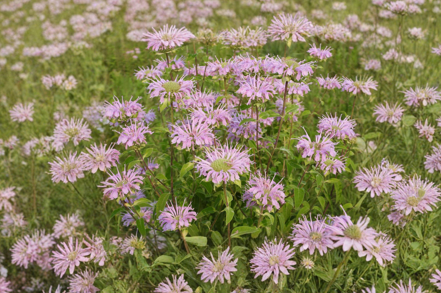 Bee Balm Wild Bergamot Seeds, Perennial Pollinator Flower, Lavender Pink Blooms, Monarda fistulosa, Attracts Bees, Butterflies, Hummingbirds
