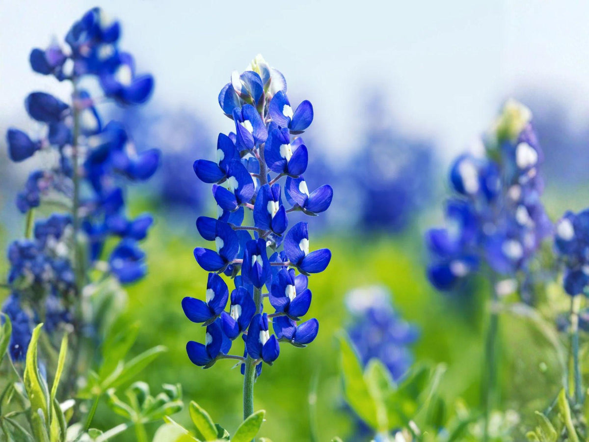 Texas Bluebonnet Seeds – 50 Lupinus texensis Wildflower Seeds for Native Gardens, Pollinator Gardens, and Spring Blooms
