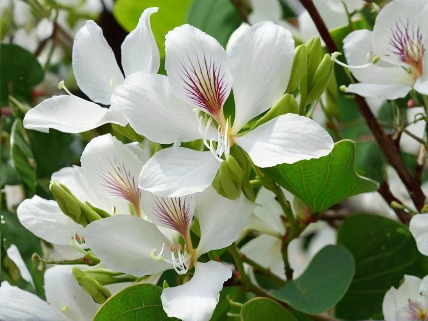 White Orchid Tree Seeds – Bauhinia alba Flowering Ornamental Tree for Tropical Gardens, Patio Containers