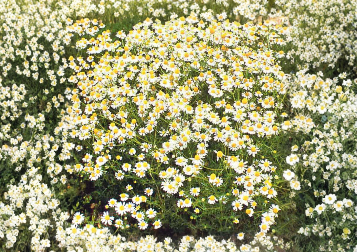 German Chamomile Seeds 3000+ | Matricaria chamomilla Herb for Tea, Groundcover & Pollinator Gardens