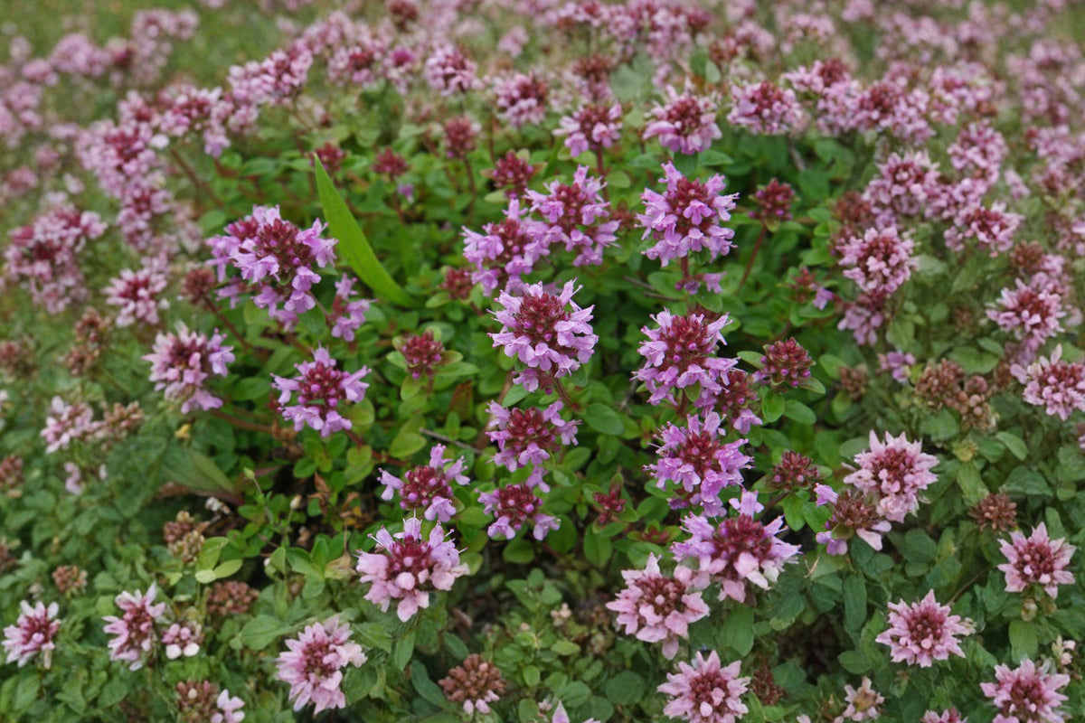 Wild Thyme Seeds – Broad-Leaved Lemon Thyme, Aromatic Perennial Herb, Thymus pulegioides, Ground Cover for Gardens and Borders
