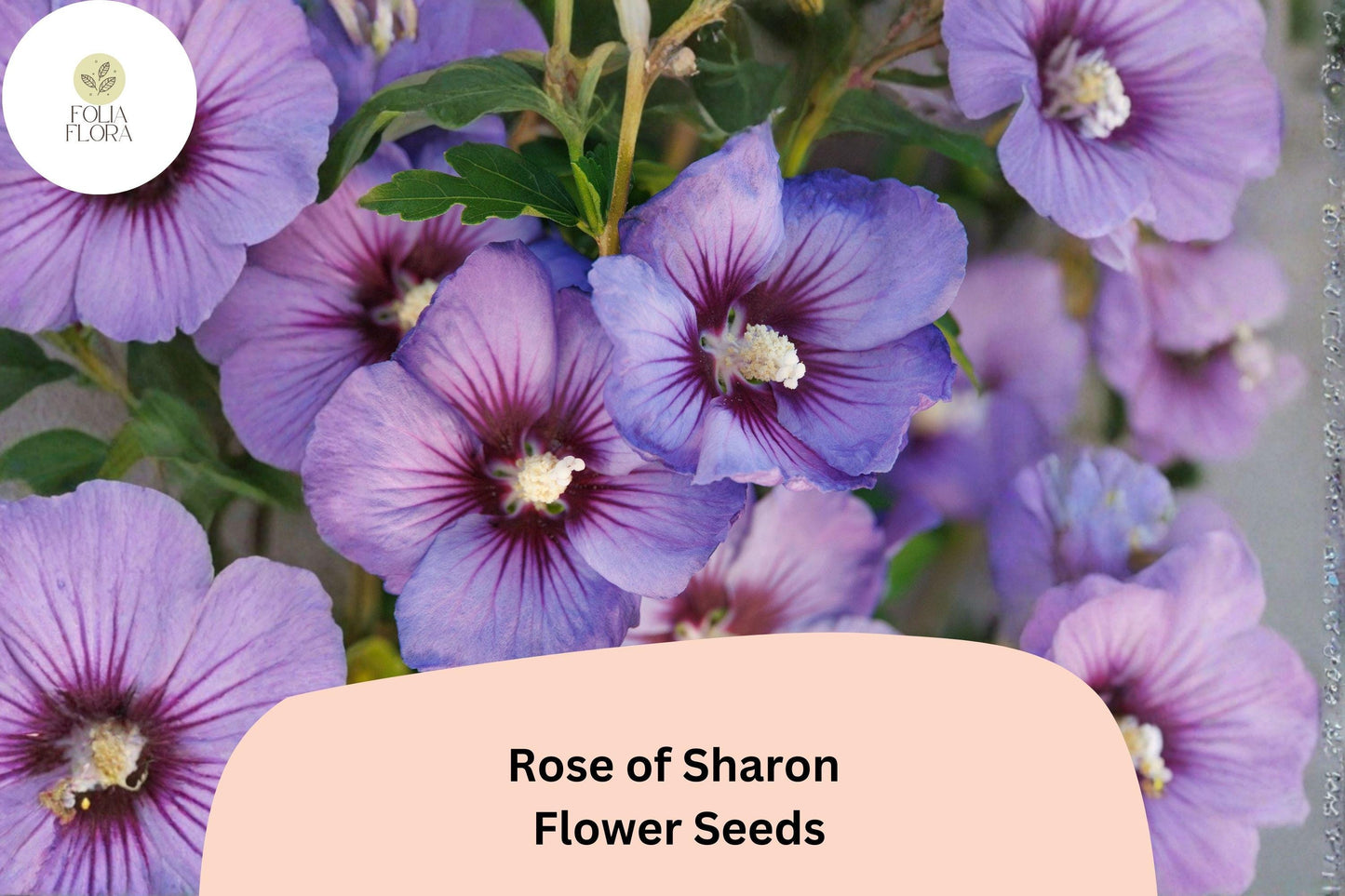 Rose of Sharon Seeds – 10 Hibiscus syriacus Shrub for Garden Borders, Landscape, Hardy Ornamental Flowering Plant