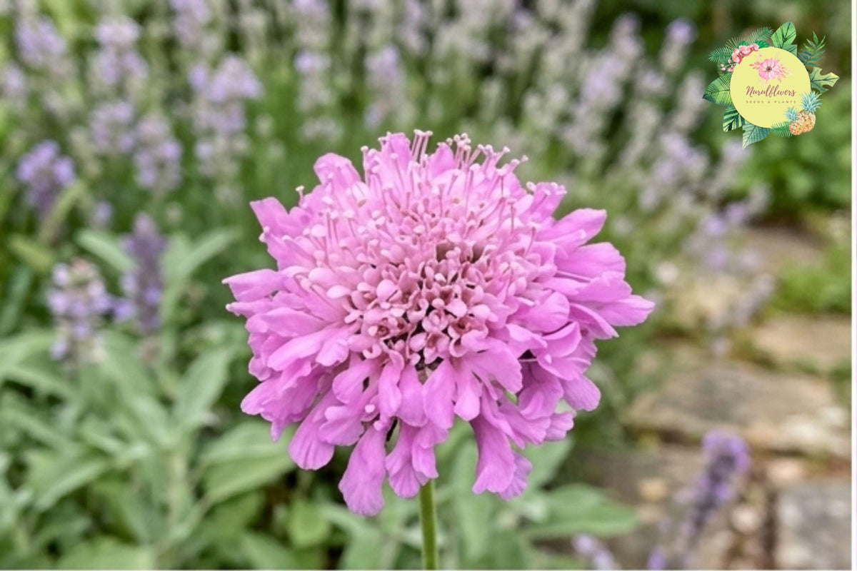 Butterfly Blue Scabiosa Seeds – Annual Blue Flowers for Pollinator Gardens, Attracts Butterflies & Bees, 75+ Non-GMO Seeds
