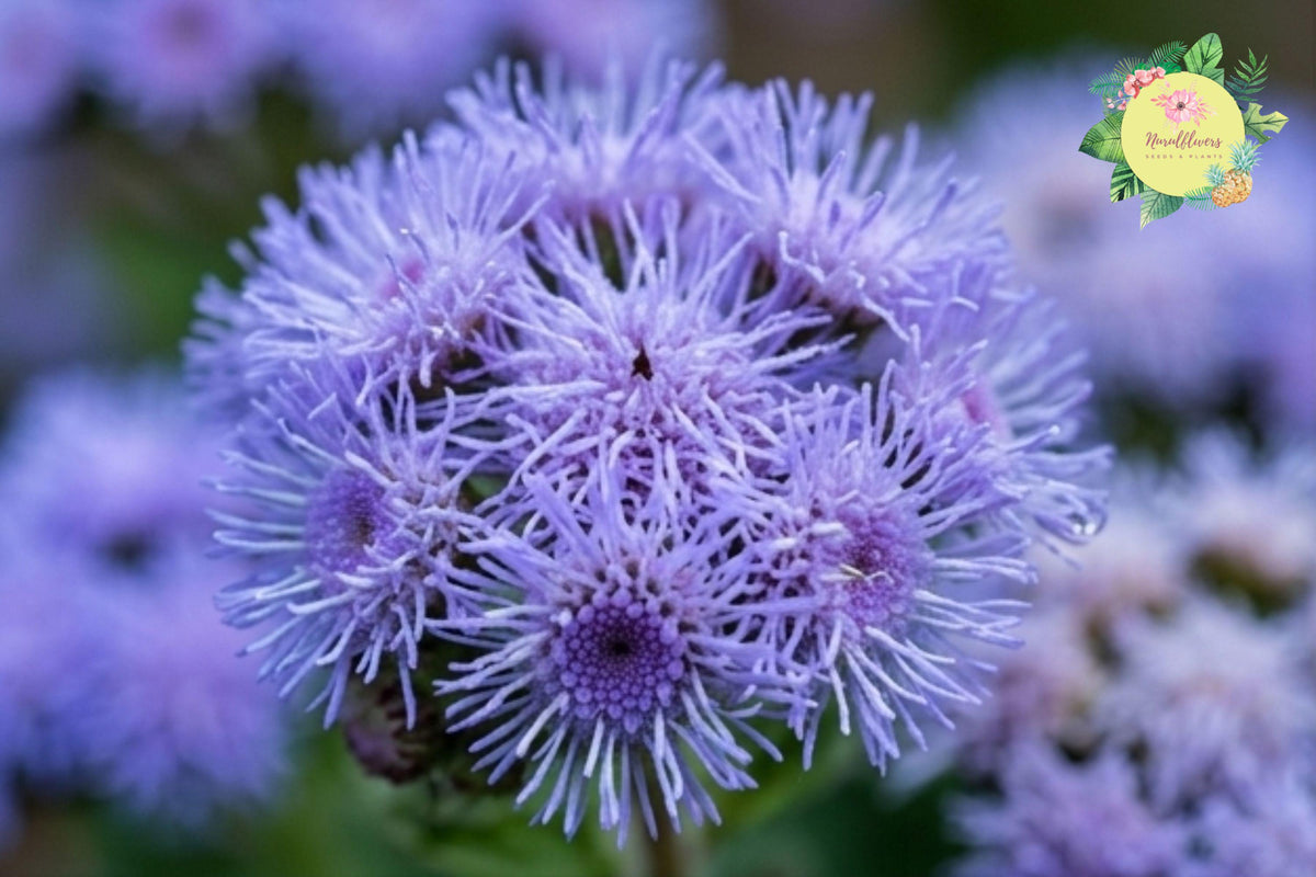Blue Horizon Ageratum Seeds – 150 Count Annual Flower for Garden, Borders & Containers, Ageratum houstonianum