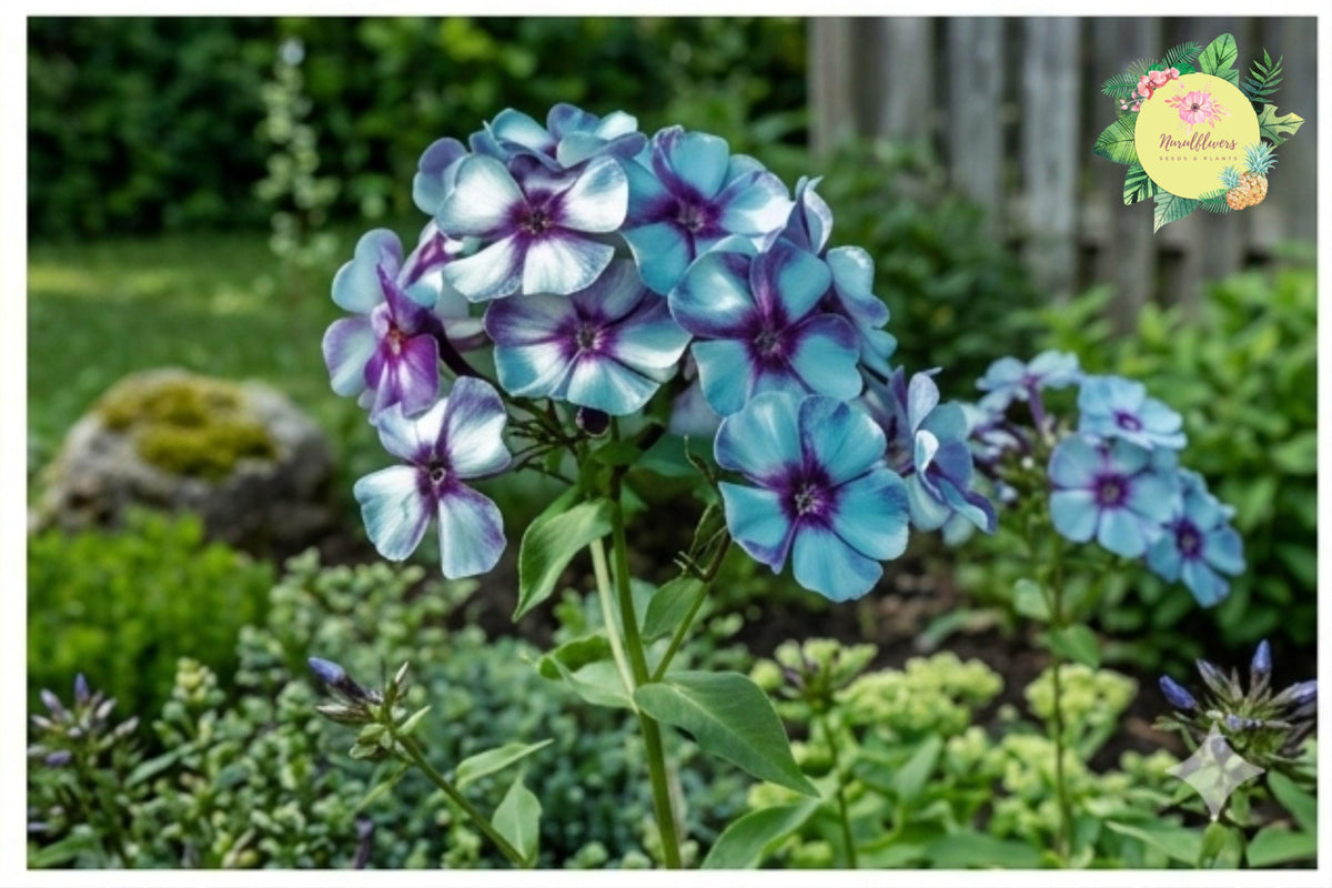 Bold Stripe Phlox Seeds – Annual Flower Garden Plant, Vibrant Multicolored Blooms, Attracts Pollinators, Phlox drummondii, 125 Seeds