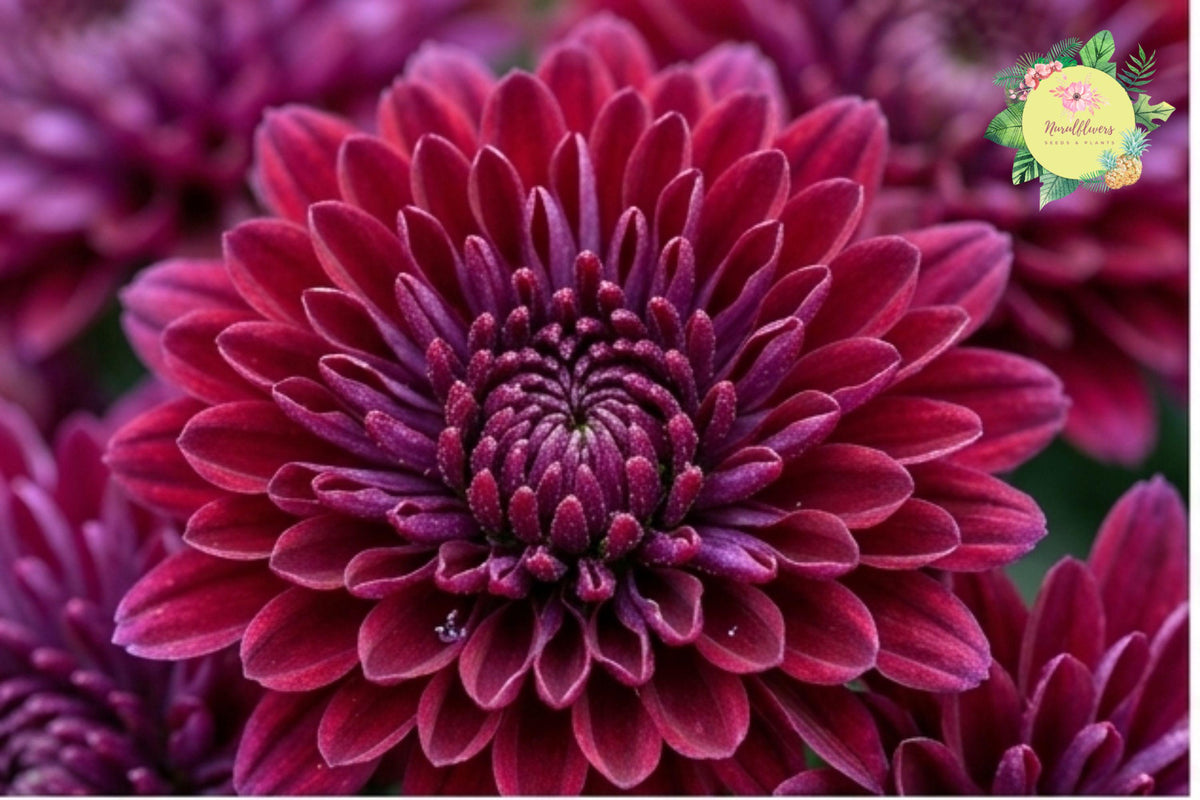 Red Velvet Chrysanthemum Seeds – Annual Garden Planting, Vibrant Red Blooms, Chrysanthemum morifolium, Full Sun to Partial Shade