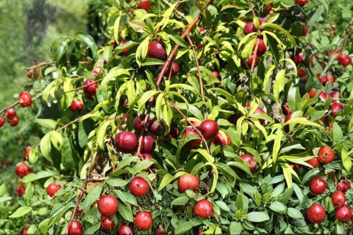Wild Plum Cuttings Unrooted Prunus americana Native Tree Propagation, Deciduous Fruit Tree
