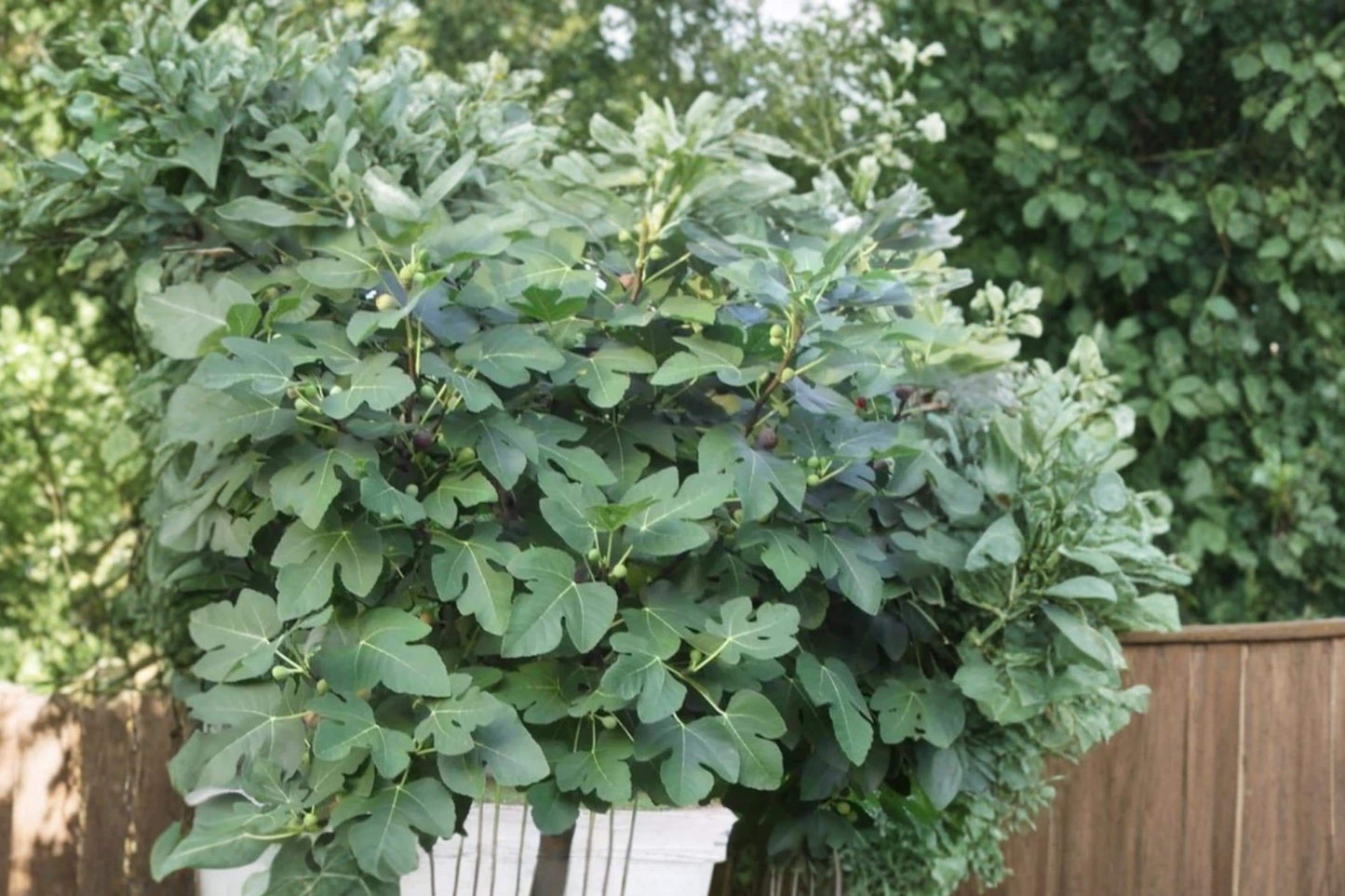 Celeste Fig Tree Cuttings – 5 Unrooted Fresh Ficus carica ‘Celeste’ for Propagation, Fruit Tree, Full Sun, Well-Draining Soil