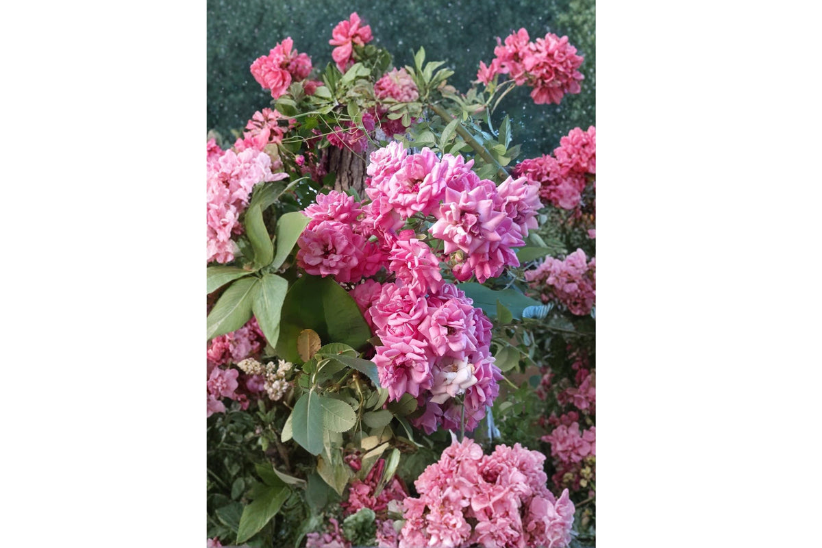 French Rose Climbing Rose Cuttings, Unrooted 6-8 Inches, Rosa spp., Garden, Landscape, Fencing