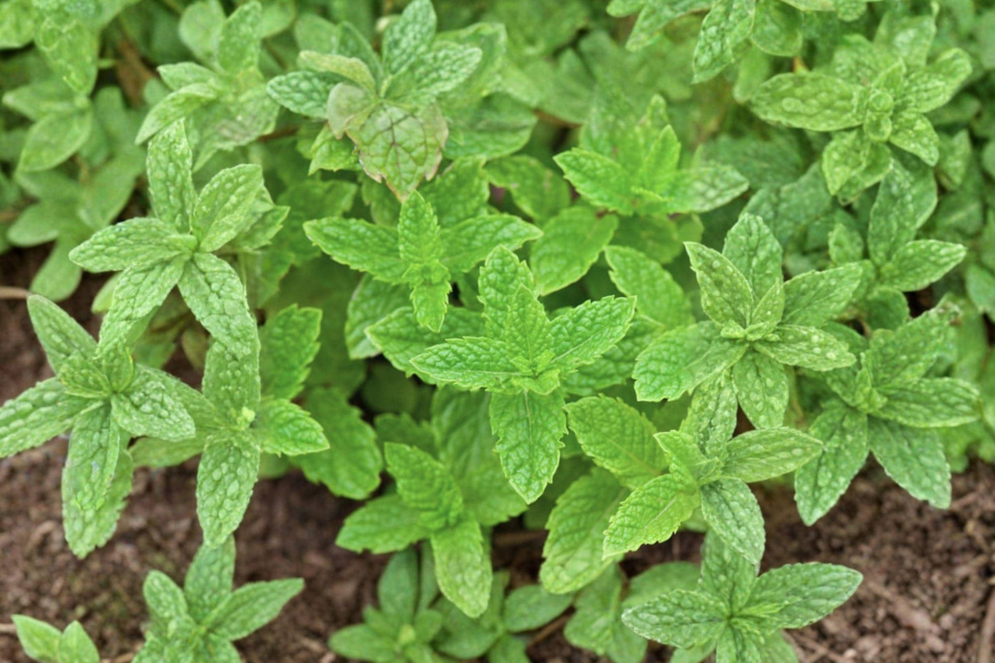 Spearmint Seeds, Heirloom Culinary Herb, Mentha spicata, Non-GMO, Herb Garden, Container Growing, Mint for Tea & Cooking