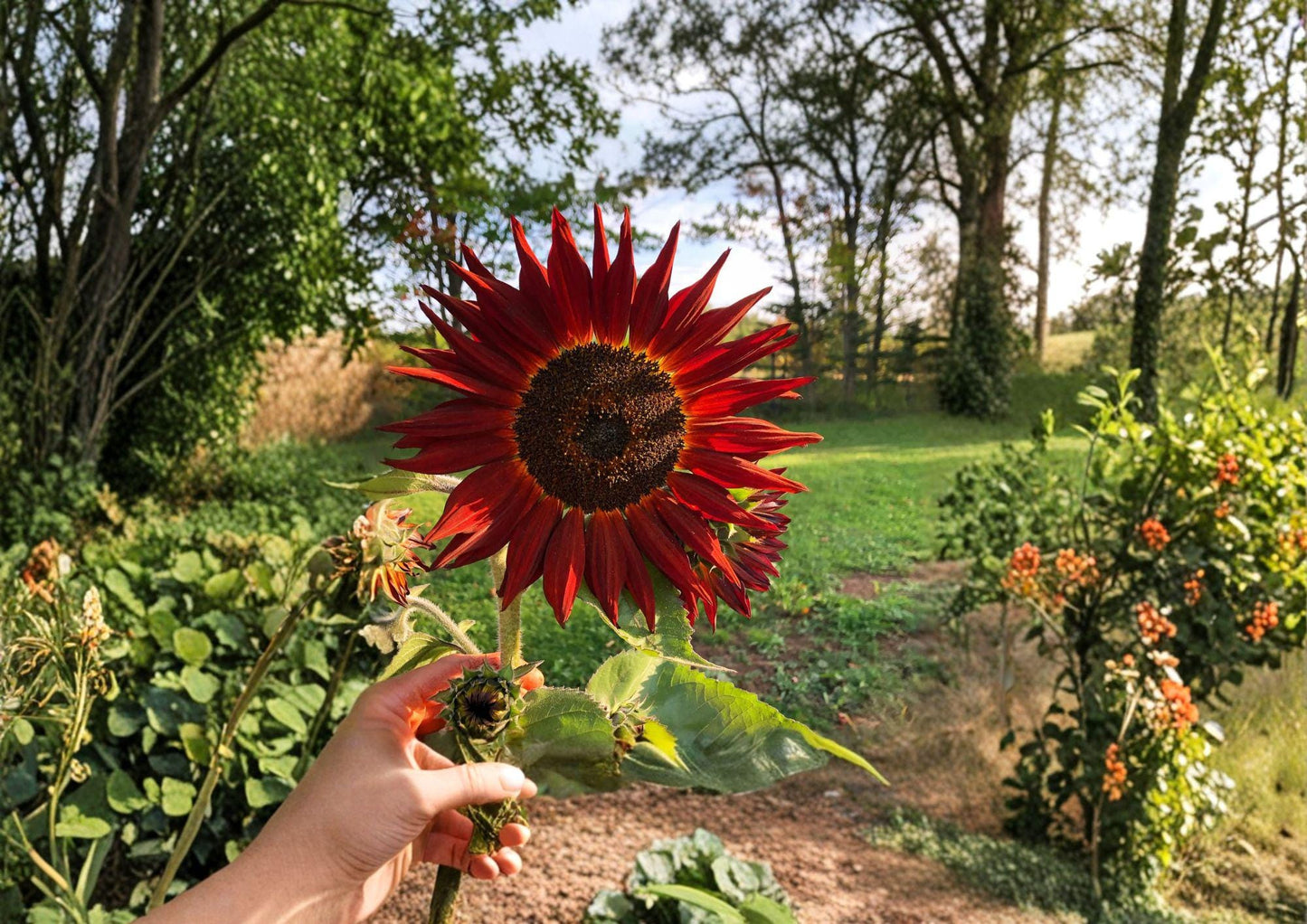 Velvet Queen Sunflower Seeds – Deep Red Bronze Blooms, Summer Garden Flower, Pollinator Friendly, 50 Seeds