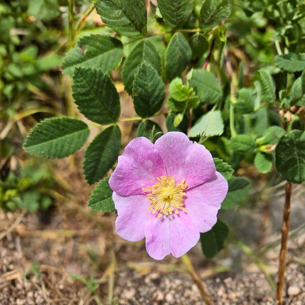 Swamp Rose Seeds Rosa palustris – Native Wetland Pink Flower Shrub Seeds for Rain Gardens and Wildlife Habitats