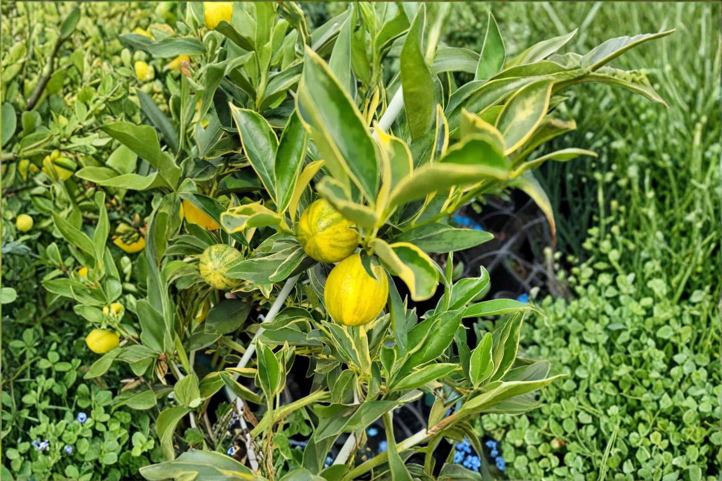 Centennial Variegated Kumquat Cuttings | Unrooted Citrus japonica ‘Centennial’ | Ornamental Evergreen Citrus Plant
