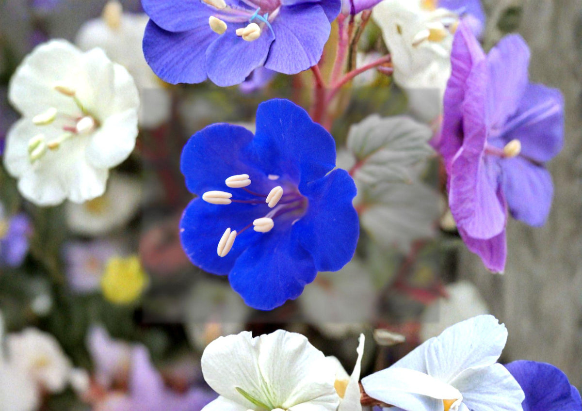 California Bluebells Seeds – Phacelia campanularia, Desert Wildflower, Cobalt-Blue Bell-Shaped Flowers, 100 Seeds