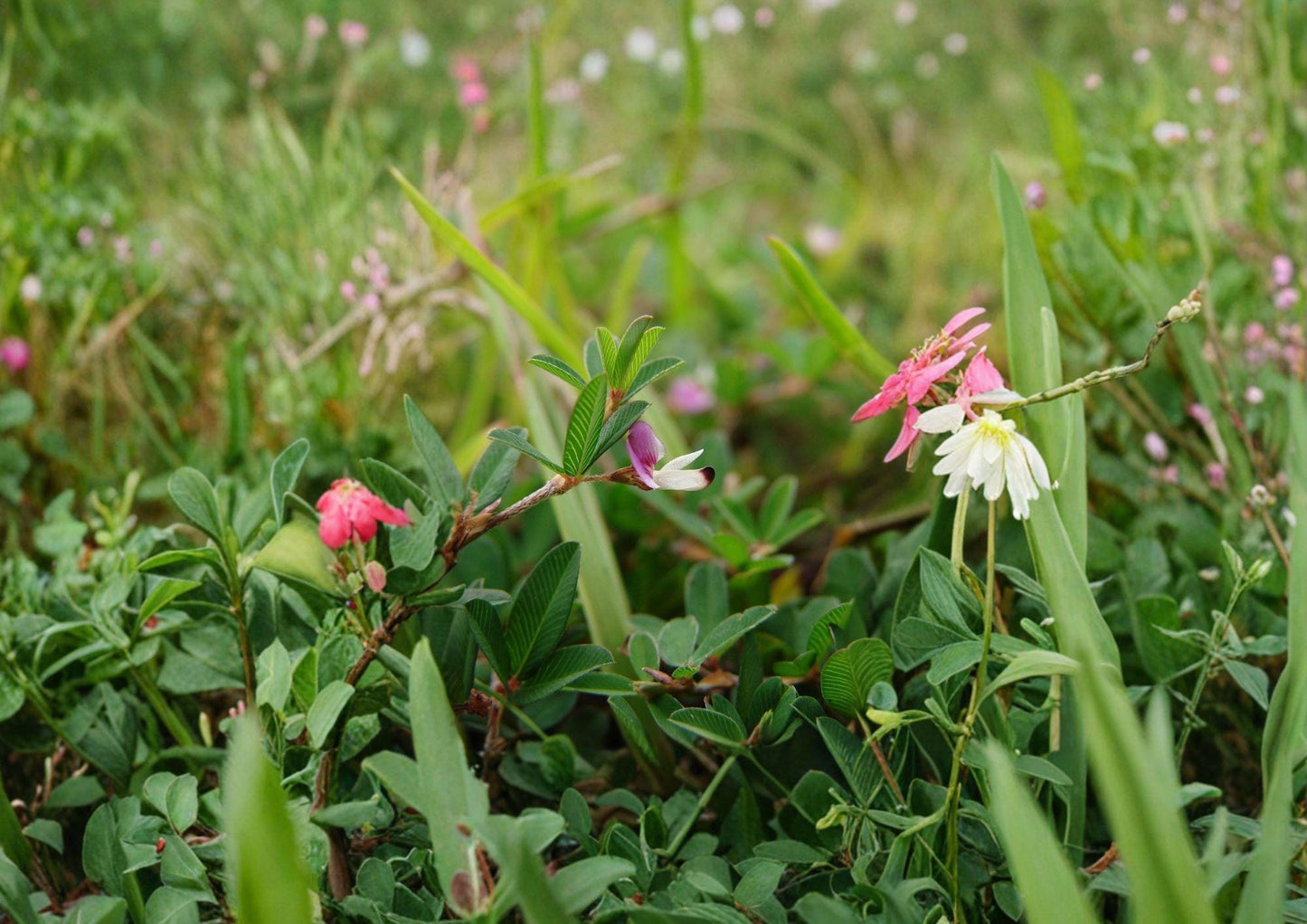 Korean Lespedeza Kummerowia Stipulacea Seeds – Groundcover, Pink-Purple Blooms, Pollinator Friendly, 100 Seeds