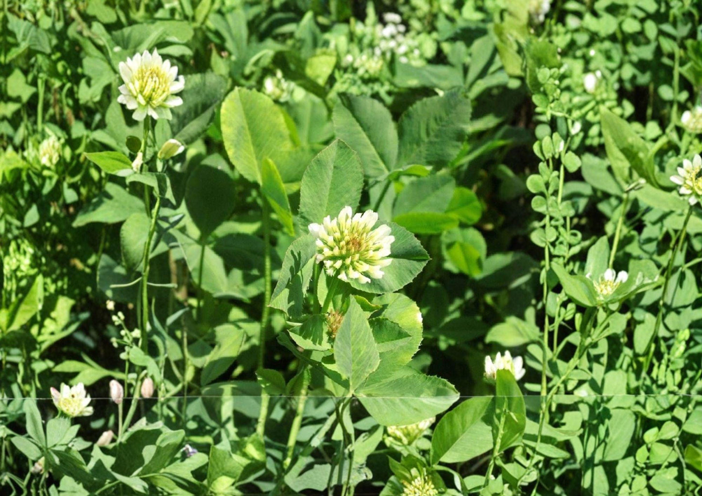 Berseem Clover Seeds, 100 Pack, Egyptian Nitrogen Fixing Cover Crop, Trifolium alexandrinum, Soil Enrichment, Pollinator Friendly