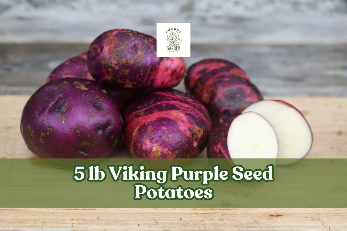 Viking Purple Seed Potatoes – 5 lb Garden Crop, Purple Skin, Solanum tuberosum, Easy to Grow Vegetable Plant