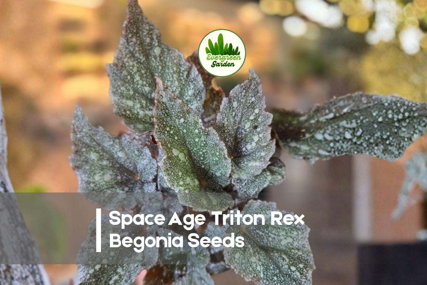 Space Age Triton Rex Begonia Seeds | Ornamental Foliage, Compact, Begonia rex-cultorum
