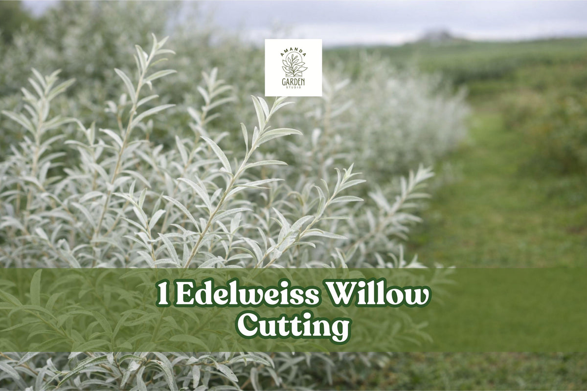Edelweiss Willow Cutting – Variegated Salix Plant for Hedges and Landscape – Unrooted Bare Root Shrub