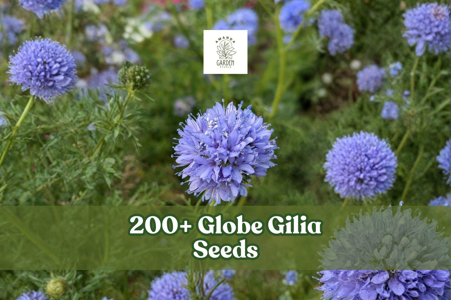 200+ Globe Gilia Seeds – Gilia capitata Wildflower for Gardens, Borders & Meadow Plantings, Bright Blue Annual Seed Pack