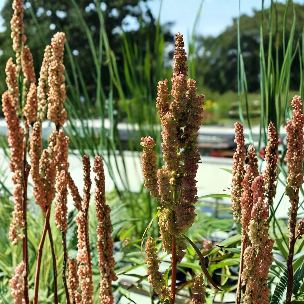 Water Dock Seeds Rumex orbiculatus Perennial Wetland Plant for Pond Margins, Moisture-Loving, 100 Seeds