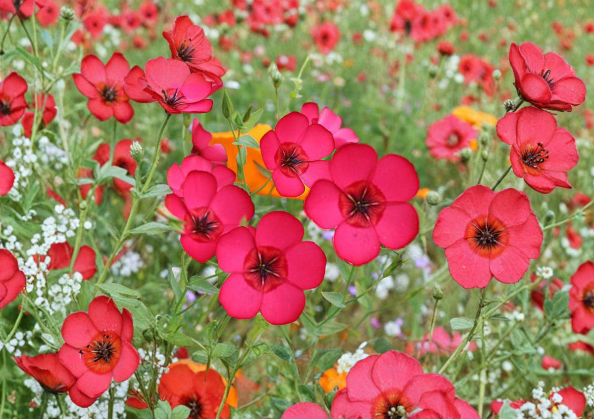 Scarlet Flax Seeds – Bright Red Annual Flower for Gardens & Borders (Linum grandiflorum rubrum)