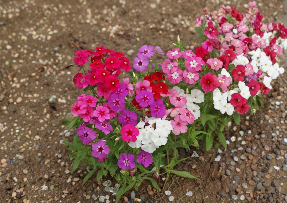 Annual Phlox Seeds – Star-Shaped Flower Seeds for Summer Garden, Phlox drummondii, Bright Red, Pink, Purple & White