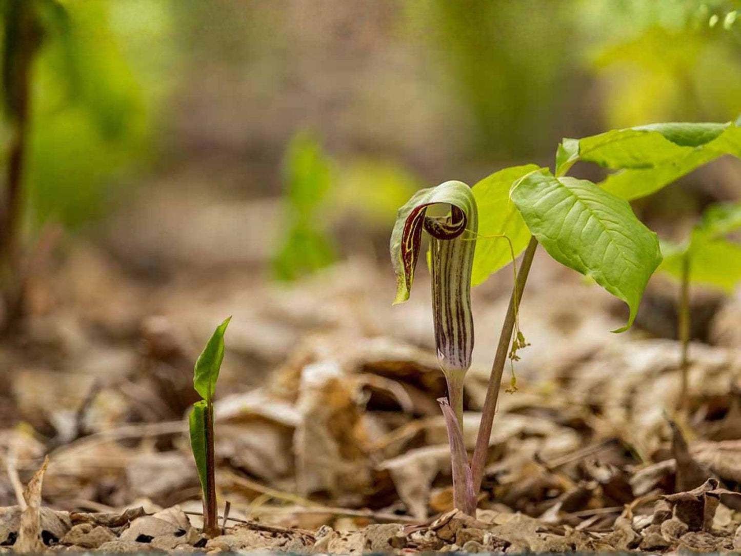 Arisaema triphyllum Jack-in-the-Pulpit Seeds – Heirloom Non-GMO Native Woodland Wildflower for Shade Gardens