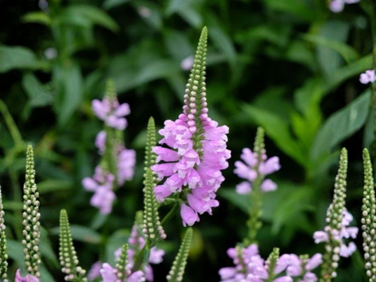 Obedient Plant Seeds – Heirloom Non-GMO Wildflower, Pink-Lavender, Pollinator-Friendly, Native Garden, Physostegia virginiana