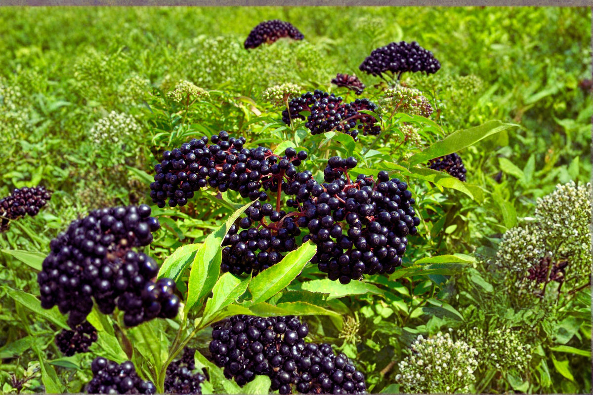 American Elderberry Cuttings – Unrooted Sambucus canadensis, Fruiting Shrub, White Flowers, Dark Berries, Adams & York Varieties