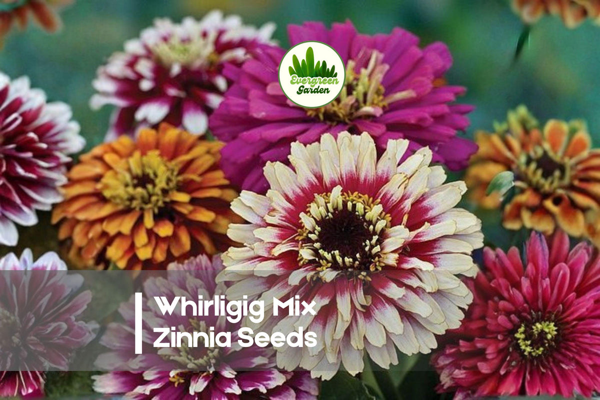 Whirligig Mix Zinnia Seeds - Bicolor & Tri-Color Annual Flowers for Borders, Pots & Cut Flowers - Zinnia elegans