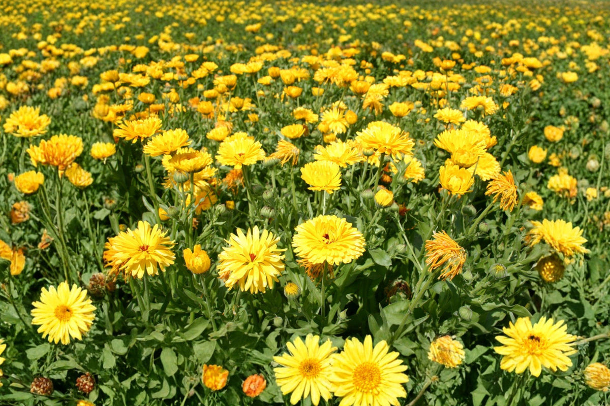 Calendula Seeds Pacific Beauty Dark Yellow – Double Blooms, Pollinator Friendly, Annual Flower for Gardens & Containers (100 Seeds)
