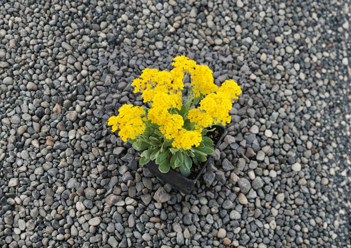 Basket of Gold Seeds – 100 Bright Yellow Spring Flower Seeds for Rock Gardens – Alyssum saxatile Perennial Groundcover