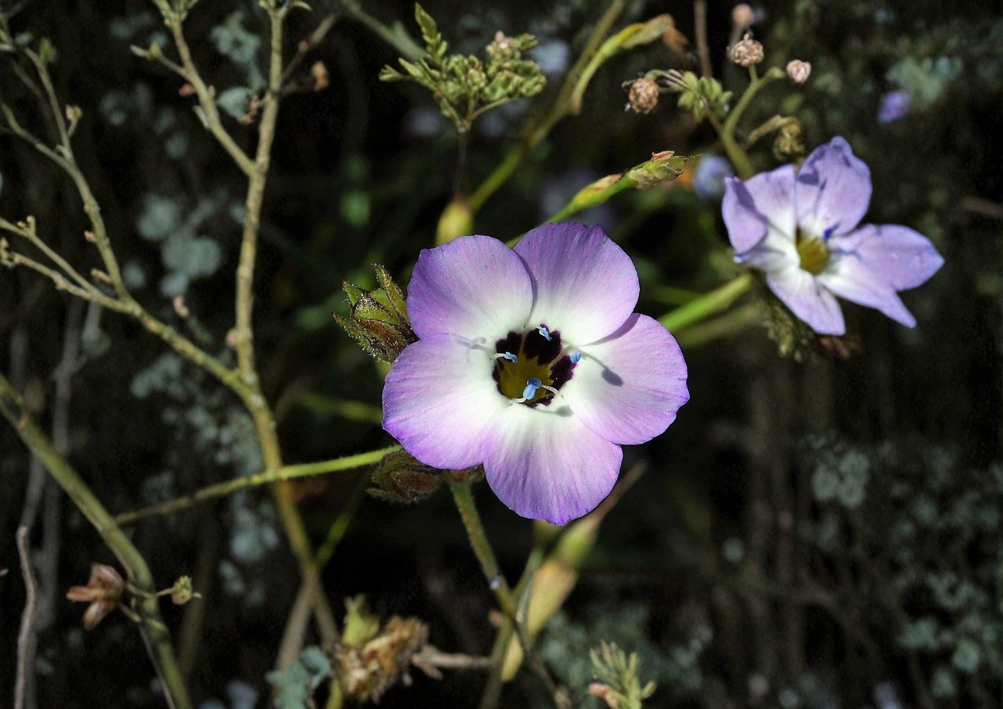 Bird’s Eyes Gilia Tricolor Seeds – Wildflower Annual for Gardens, Borders & Pollinator Gardens, 100 Count