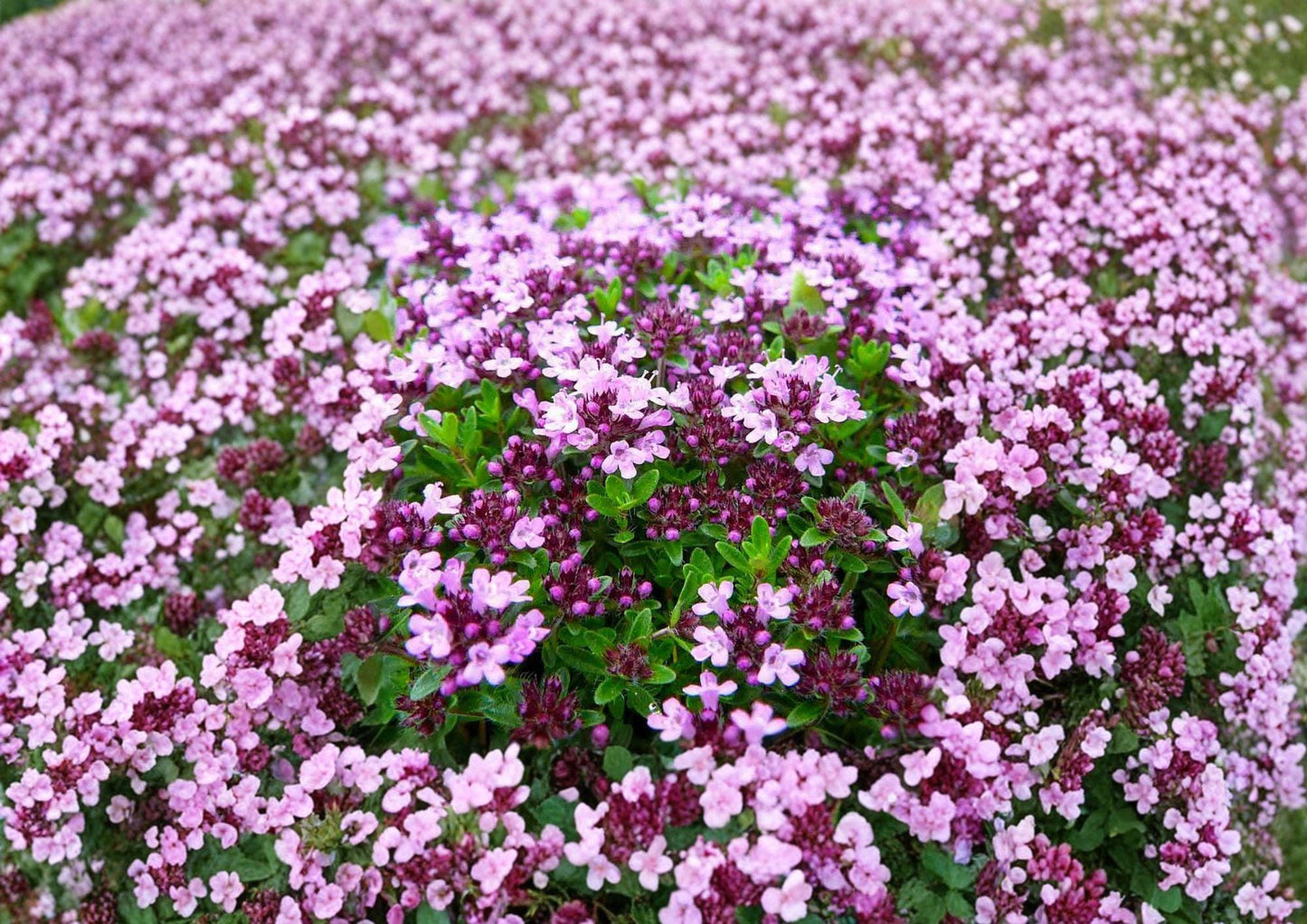 Creeping Thyme Seeds – Thymus serpyllum Groundcover Herb for Rock Gardens, Pathways & Lawns, Pink-Purple Flowers, Drought Tolerant