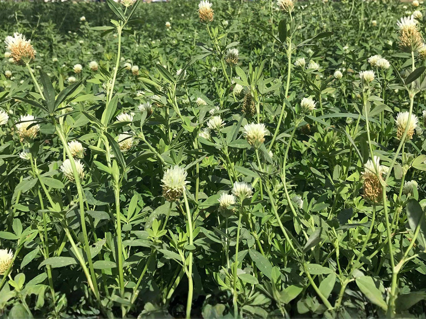 Berseem Clover Seeds | Trifolium alexandrinum | Egyptian Clover, White to Cream Flowers, Annual Green Foliage, Garden & Natural Planting