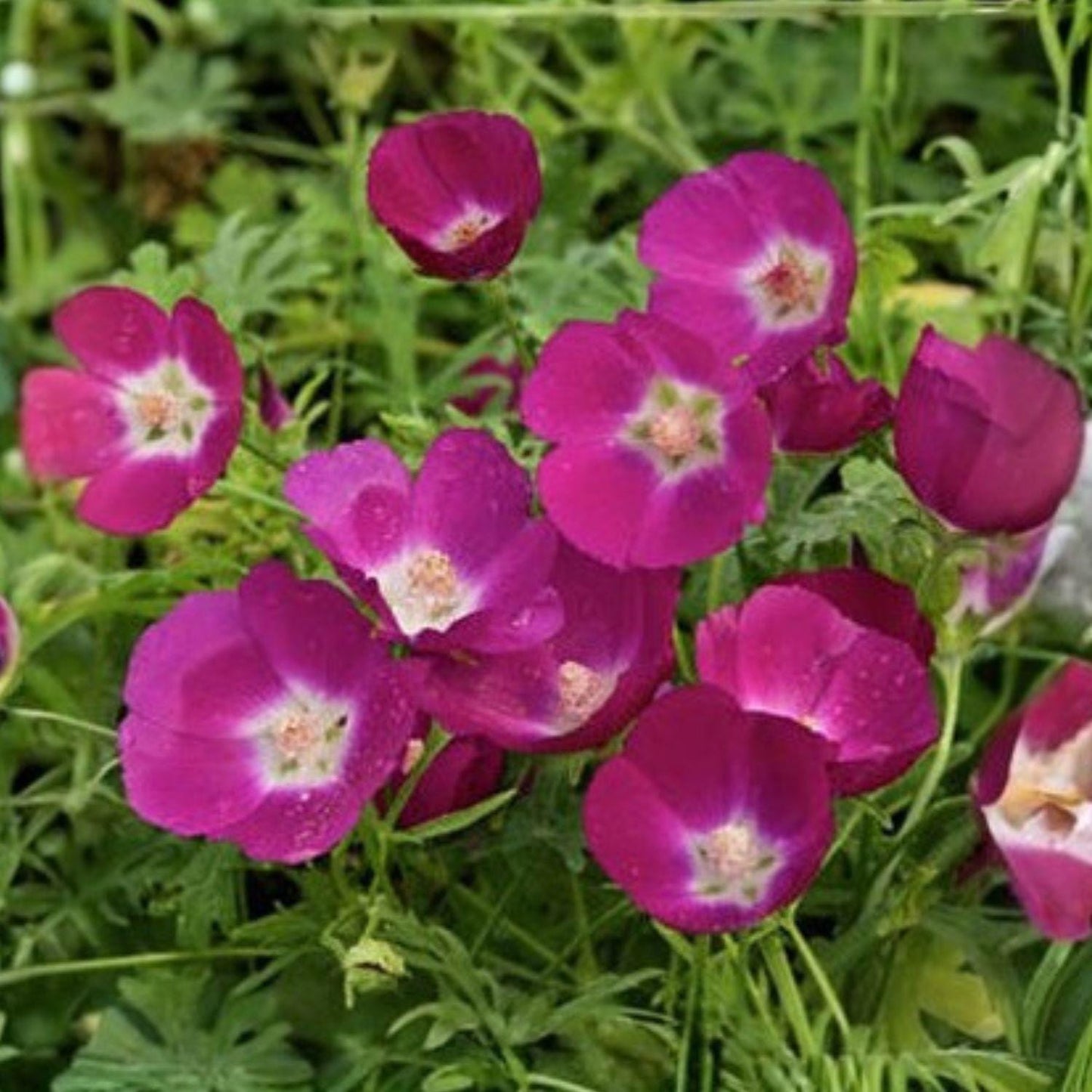 Bush’s Poppy Mallow Seeds, Callirhoe bushii, Native Prairie Perennial, Magenta Wildflower, Drought Tolerant, Full Sun, 10 Seeds