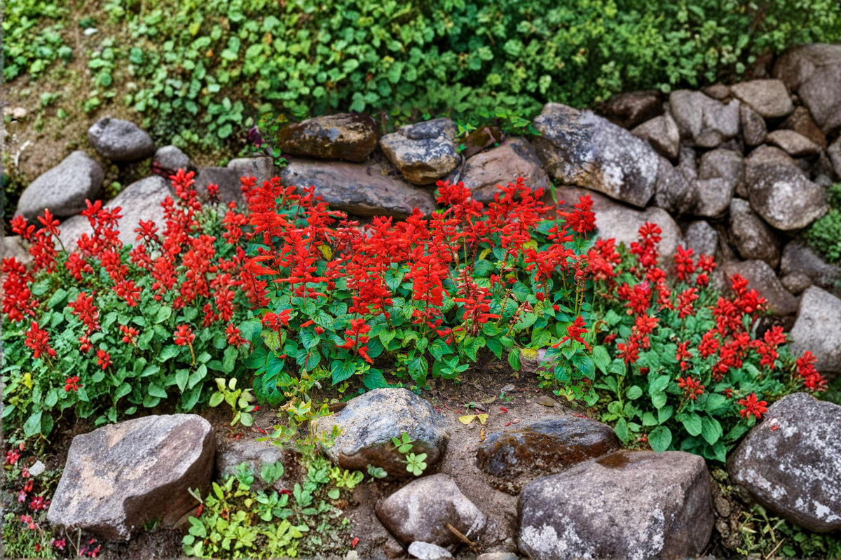 Scarlet Sage Seeds 50 Pack | Red Salvia Salvia coccinea for Hummingbirds & Butterflies | Easy to Grow Summer Garden Plant