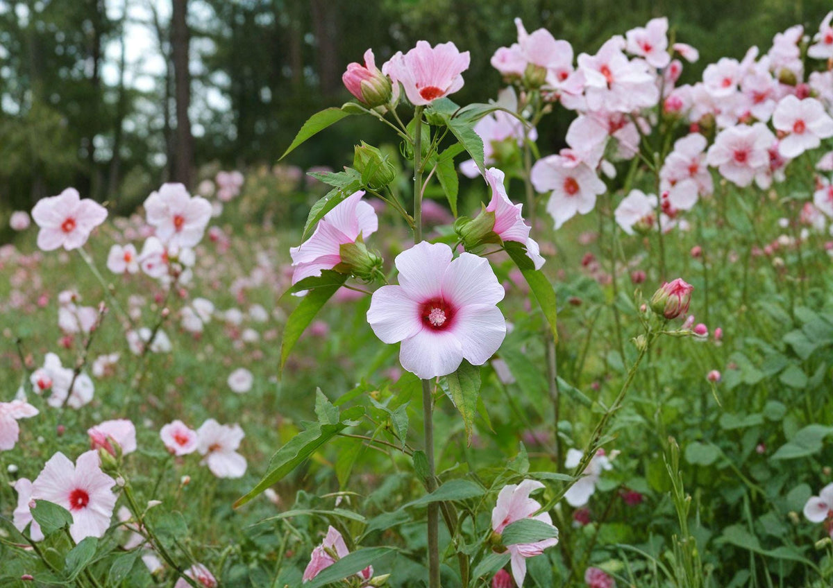 Rose Mallow Hibiscus Seeds – Large Pink Native Wetland Flower Seeds for Moist Gardens & Pond Edges (Hibiscus militaris)