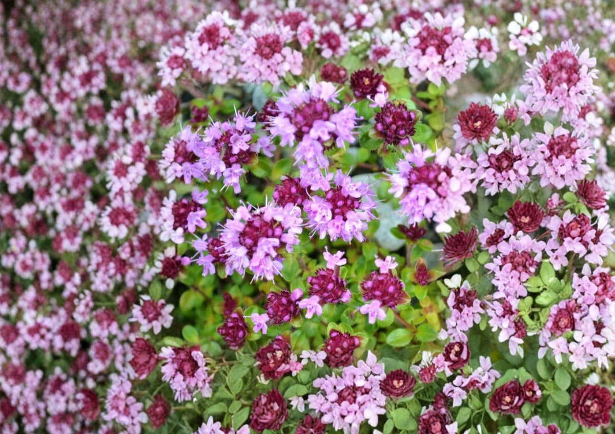 Wild Thyme Seeds – Broad-Leaved Lemon Thyme Herb for Garden, Fragrant Perennial, Pink Purple Blooms, Thymus pulegioides