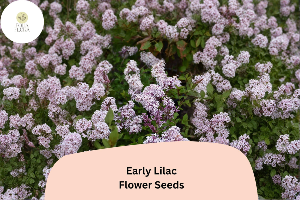 Early Lilac Seeds – 25 Syringa oblata Fragrant Purple Shrub for Garden Borders & Hedges