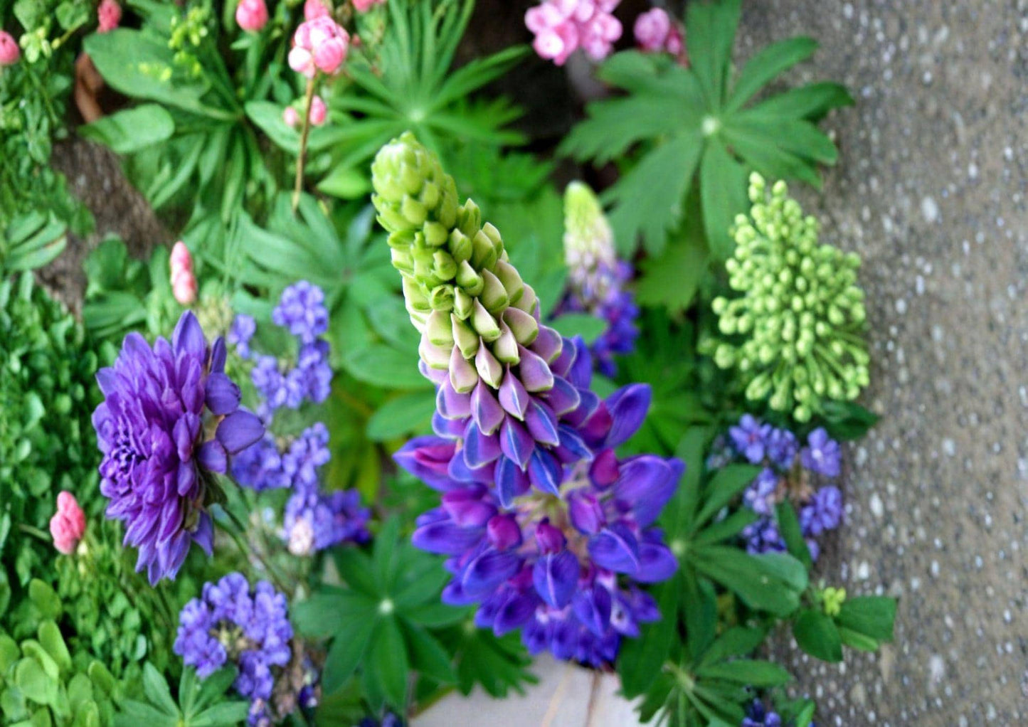 Native Blue Lupine Seeds – Perennial Wildflower for Pollinator Gardens, Prairie, Meadow, 25 Count Lupinus perennis