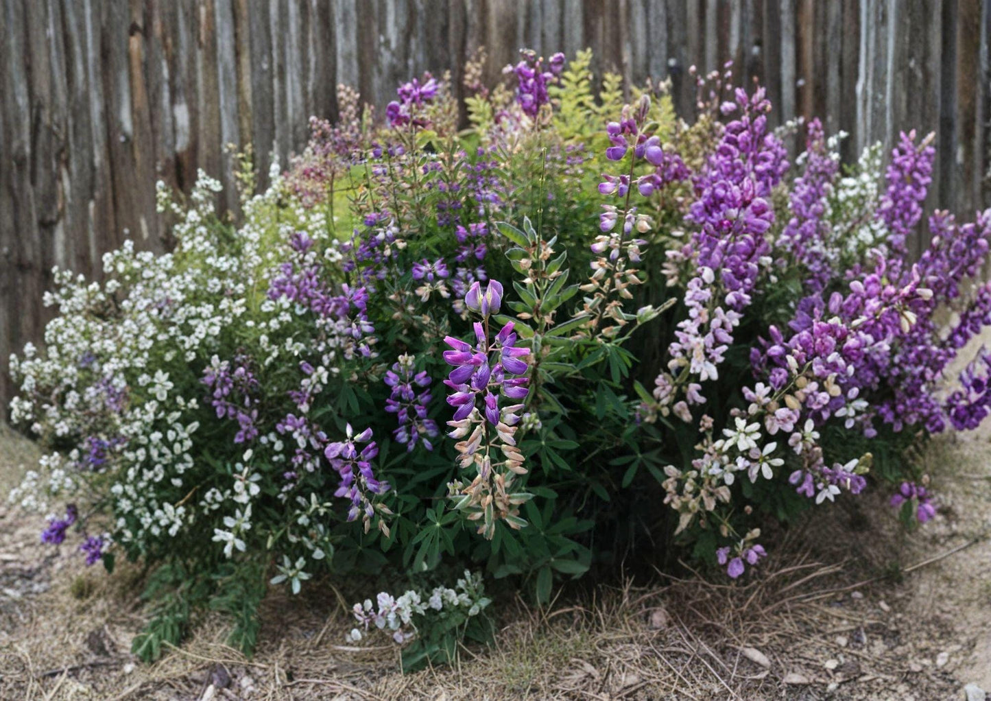 Riverbank Lupine Seeds – Native Perennial Flower, Purple Blue Blooms, Lupinus rivularis, Pollinator Friendly, Garden & Meadow Plant